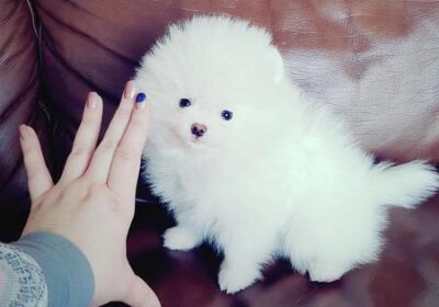 daisy-2