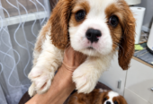 Cavalier King Charles spanjeli kutsikad!