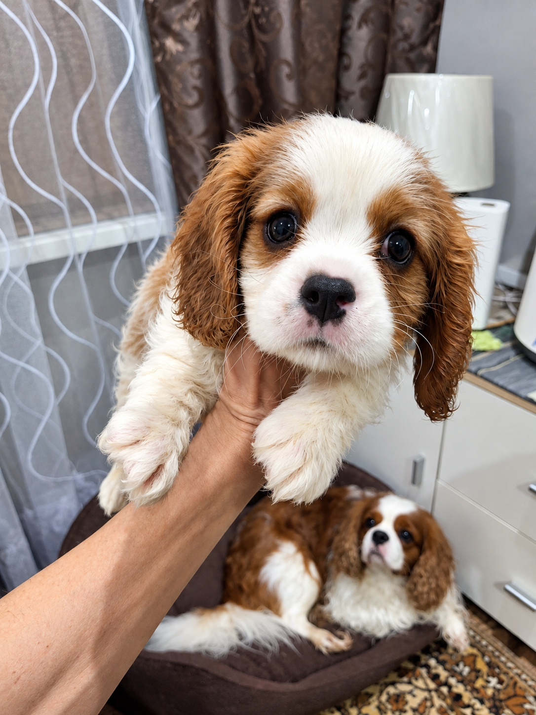 Cavalier King Charles spanjeli kutsikad!