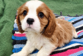 Cavalier King Charles spanjeli kutsikad!