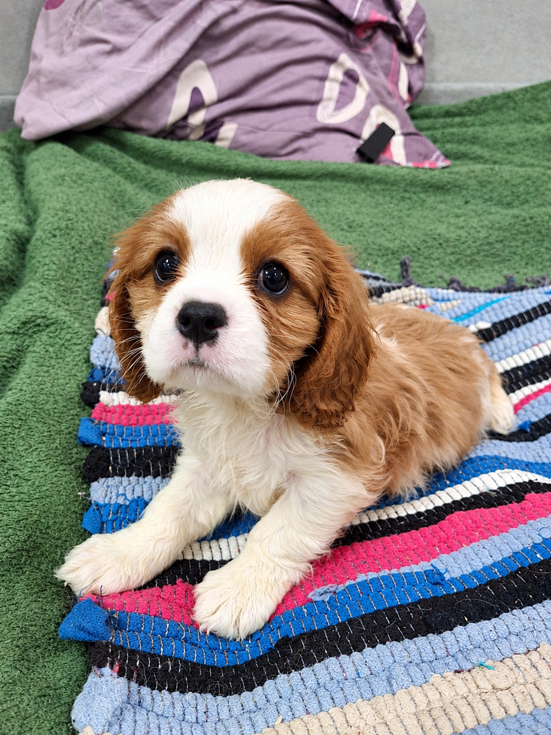Cavalier King Charles spanjeli kutsikad!