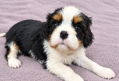Cavalier King Charles spanjeli kutsikad!