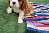 Cavalier King Charles spanjeli kutsikad!