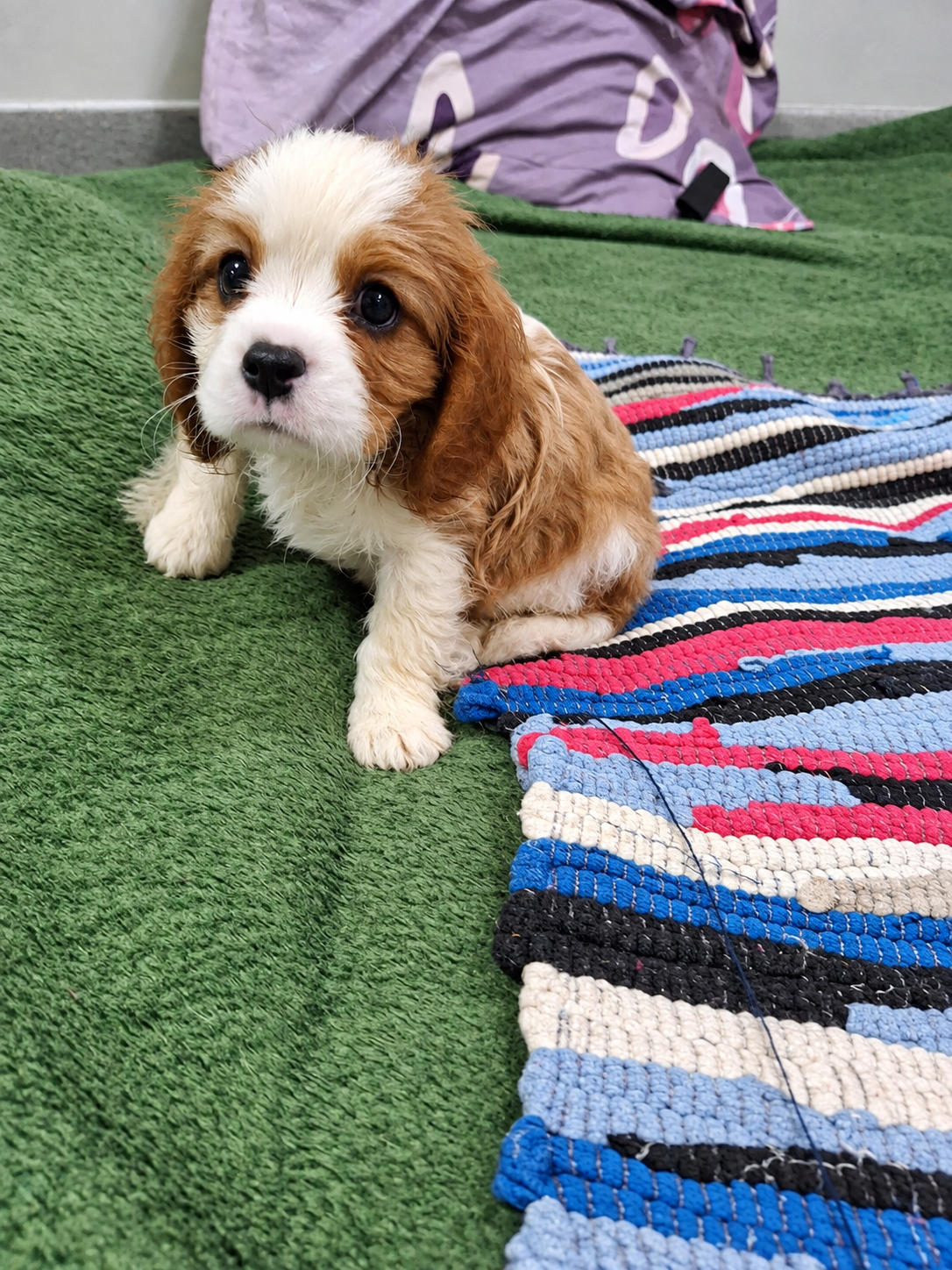 Cavalier King Charles spanjeli kutsikad!