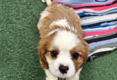 Cavalier King Charles spanjeli kutsikad!