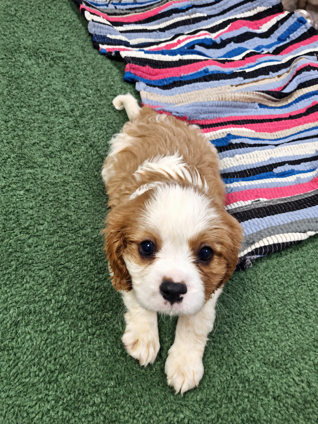 Cavalier King Charles spanjeli kutsikad!