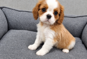 Cavalier King Charles spanjeli kutsikad!