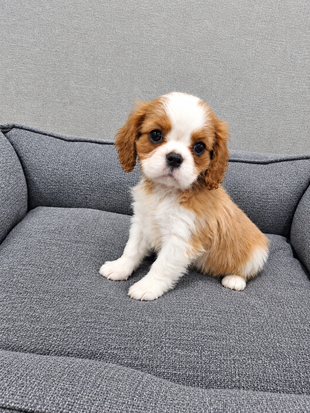 Cavalier King Charles spanjeli kutsikad!