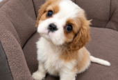 Cavalier King Charles spanjeli kutsikad!