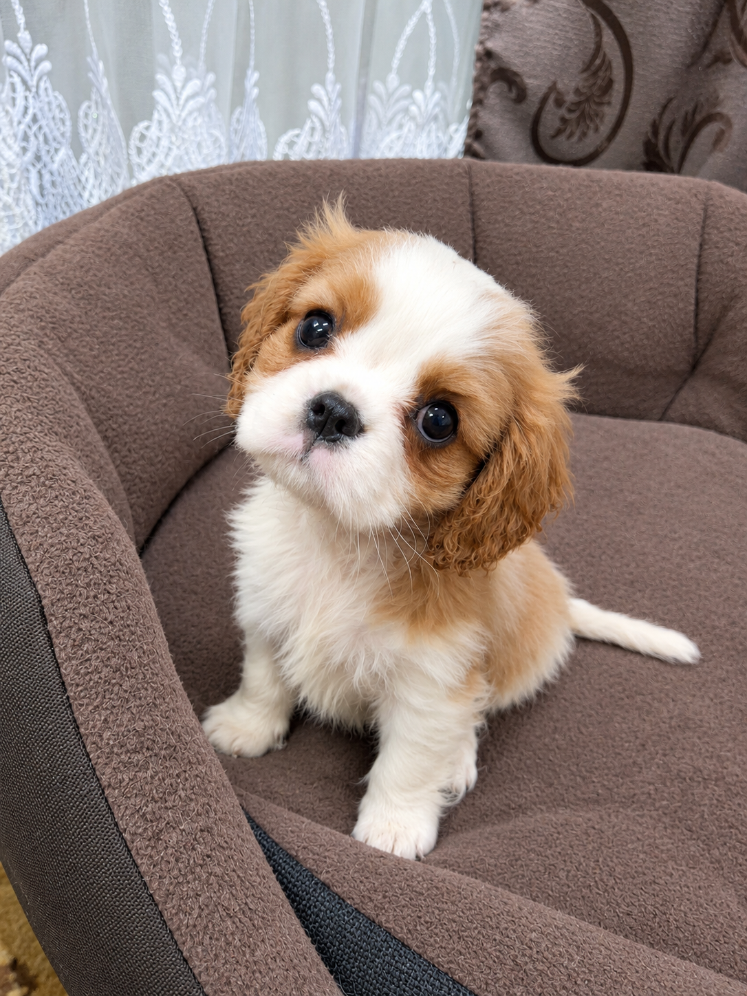Cavalier King Charles spanjeli kutsikad!