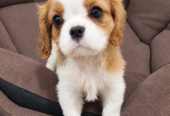 Cavalier King Charles spanjeli kutsikad!