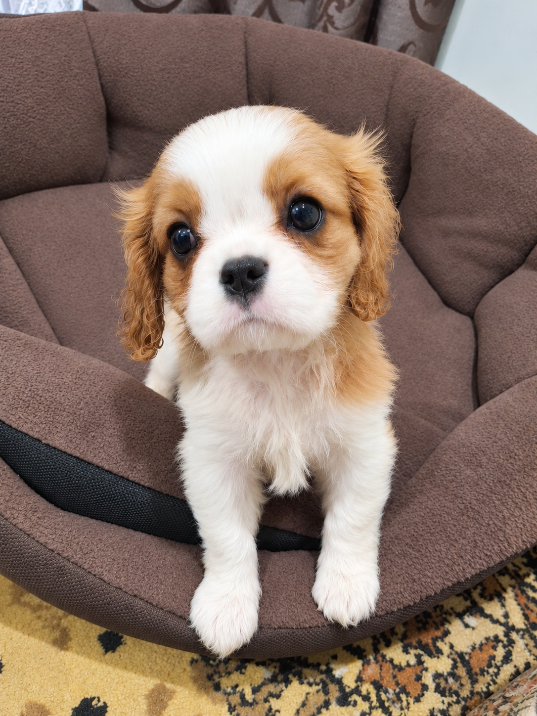Cavalier King Charles spanjeli kutsikad!