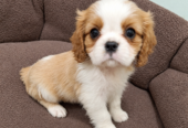 Cavalier King Charles spanjeli kutsikad!