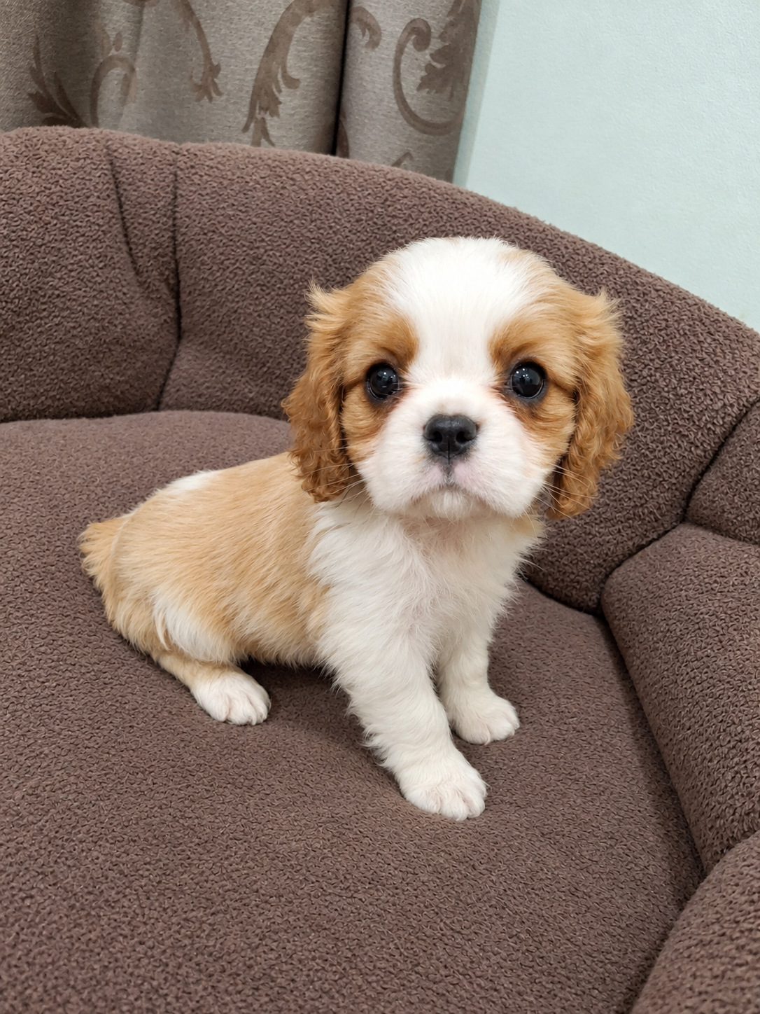 Cavalier King Charles spanjeli kutsikad!