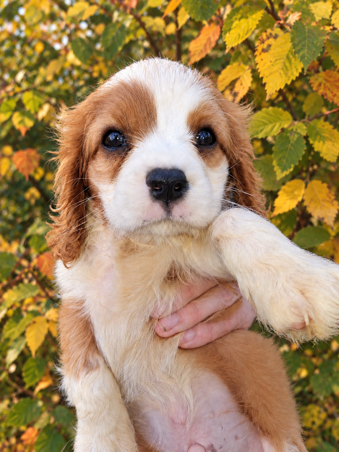 Cavalier King Charles spanjeli kutsikad!