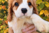 Cavalier King Charles spanjeli kutsikad!