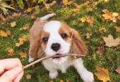 Cavalier King Charles spanjeli kutsikad!