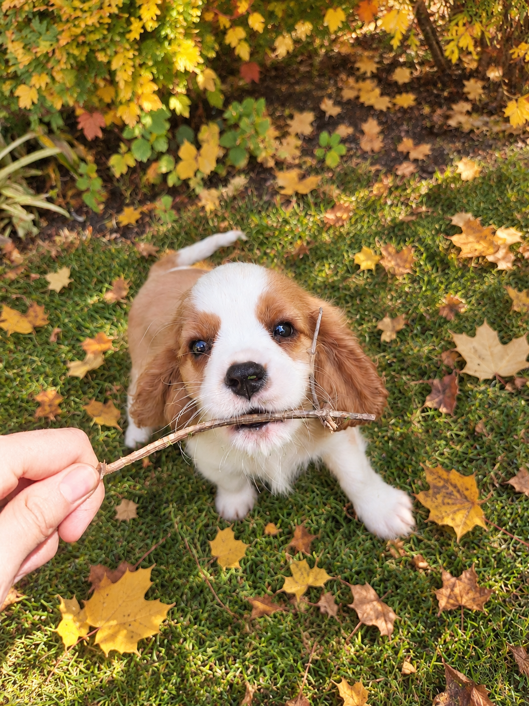 Cavalier King Charles spanjeli kutsikad!