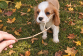 Cavalier King Charles spanjeli kutsikad!