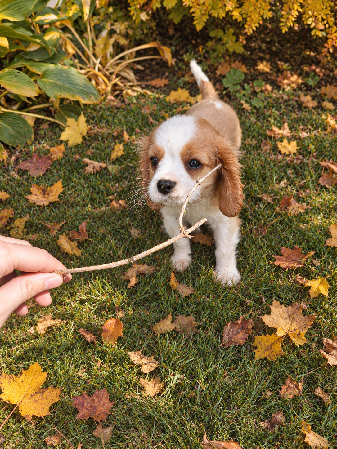Cavalier King Charles spanjeli kutsikad!