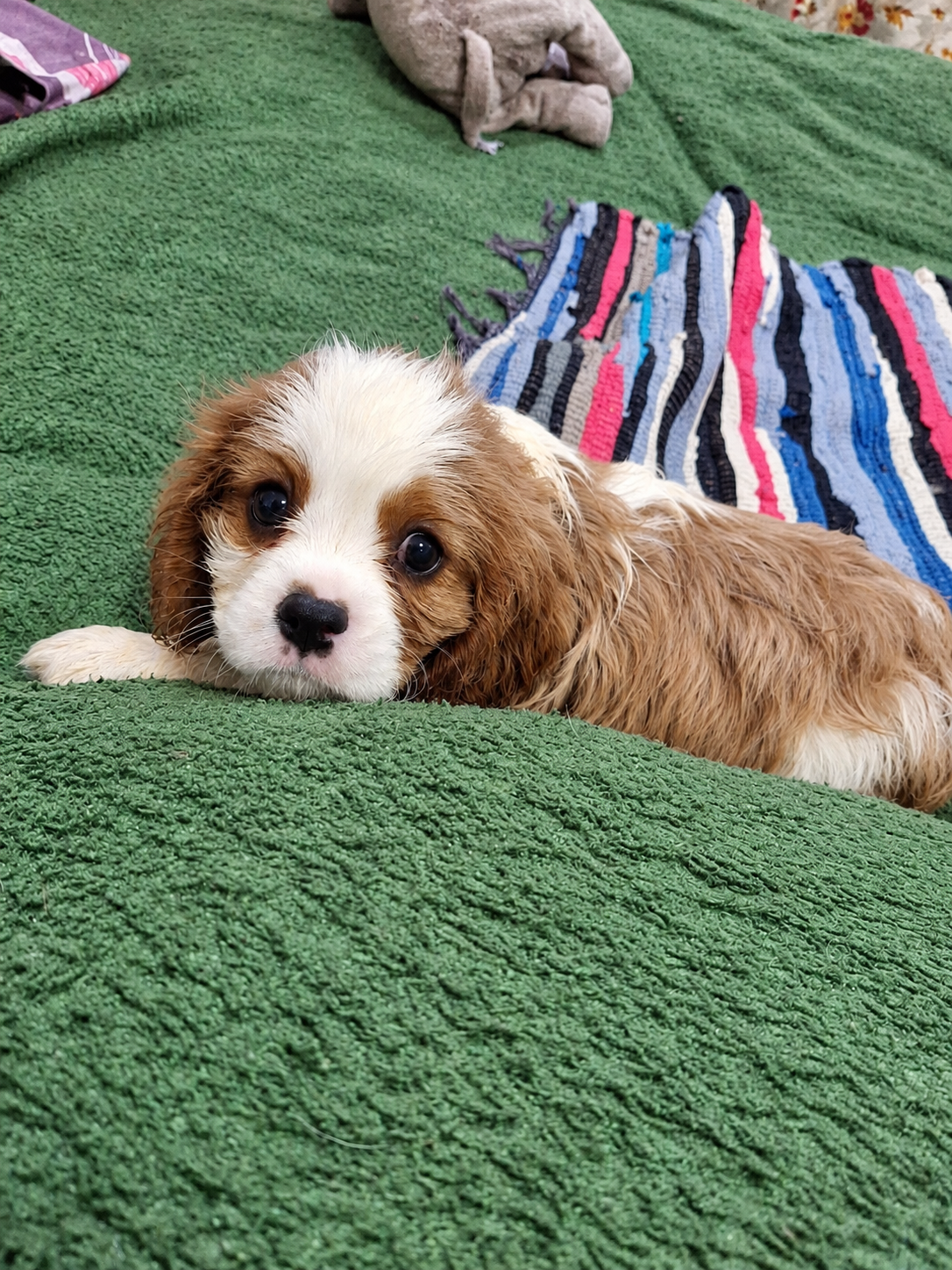 Cavalier King Charles spanjeli kutsikad!