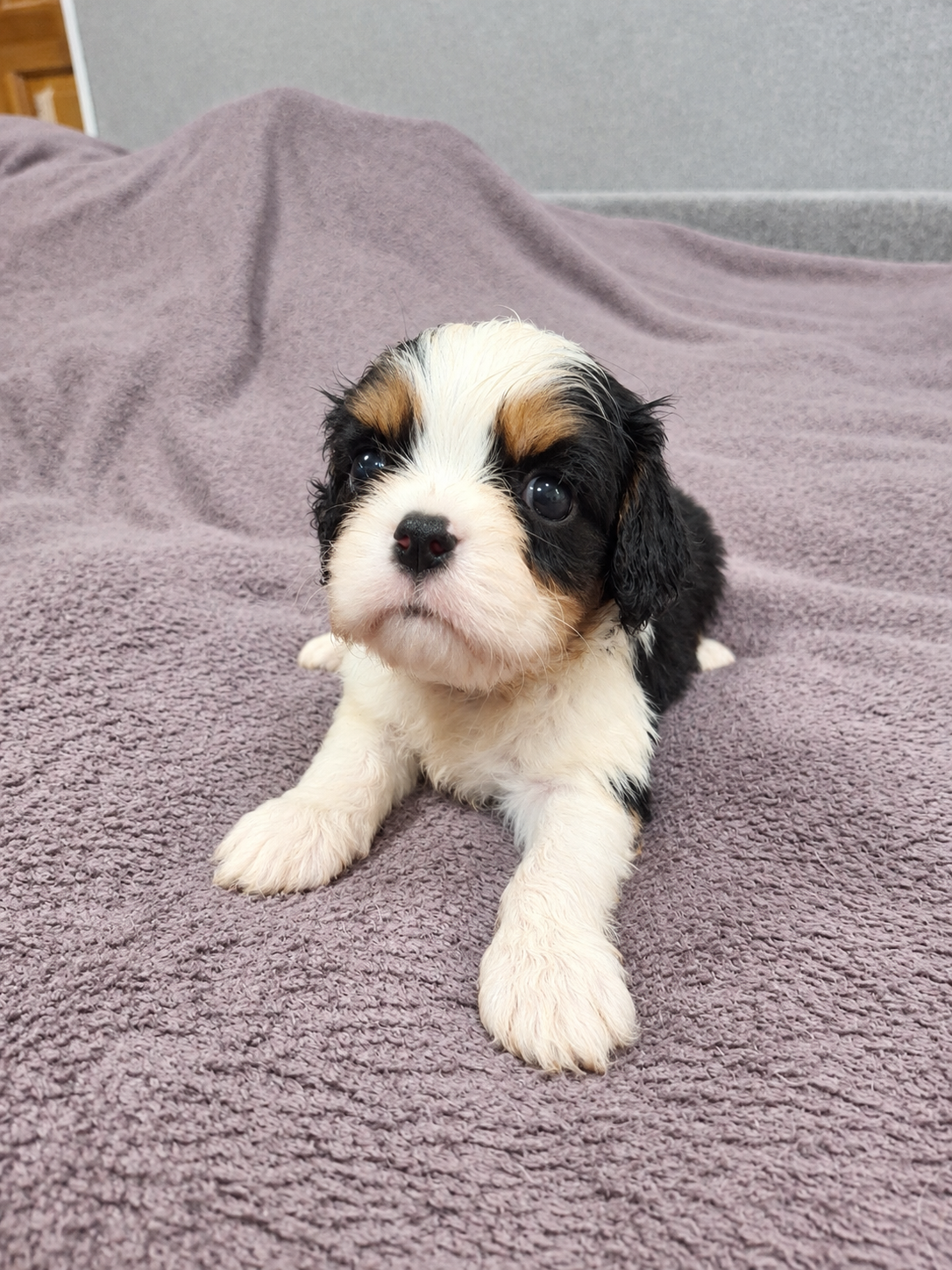 Cavalier King Charles spanjeli kutsikad!