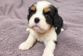 Cavalier King Charles spanjeli kutsikad!