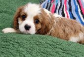 Cavalier King Charles spanjeli kutsikad!