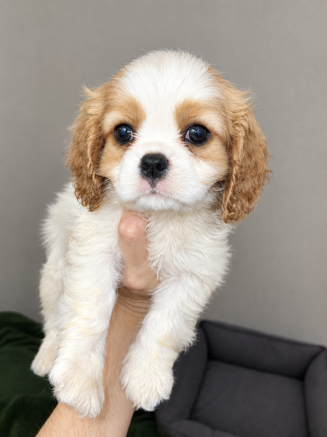 Cavalier King Charles spanjeli kutsikad!