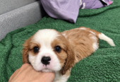 Cavalier King Charles spanjeli kutsikad!