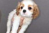 Cavalier King Charles spanjeli kutsikad!