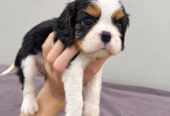 Cavalier King Charles spanjeli kutsikad!