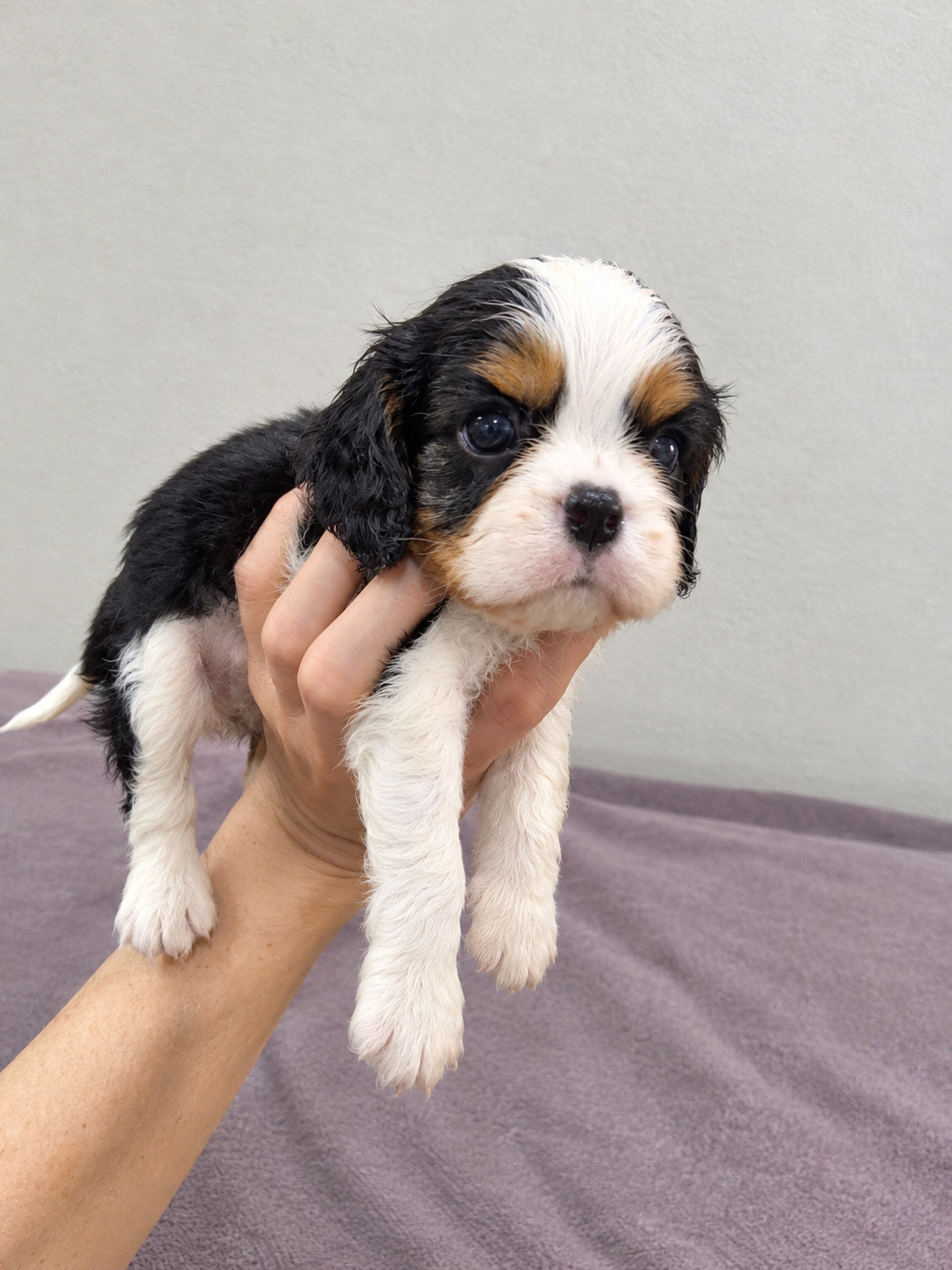 Cavalier King Charles spanjeli kutsikad!