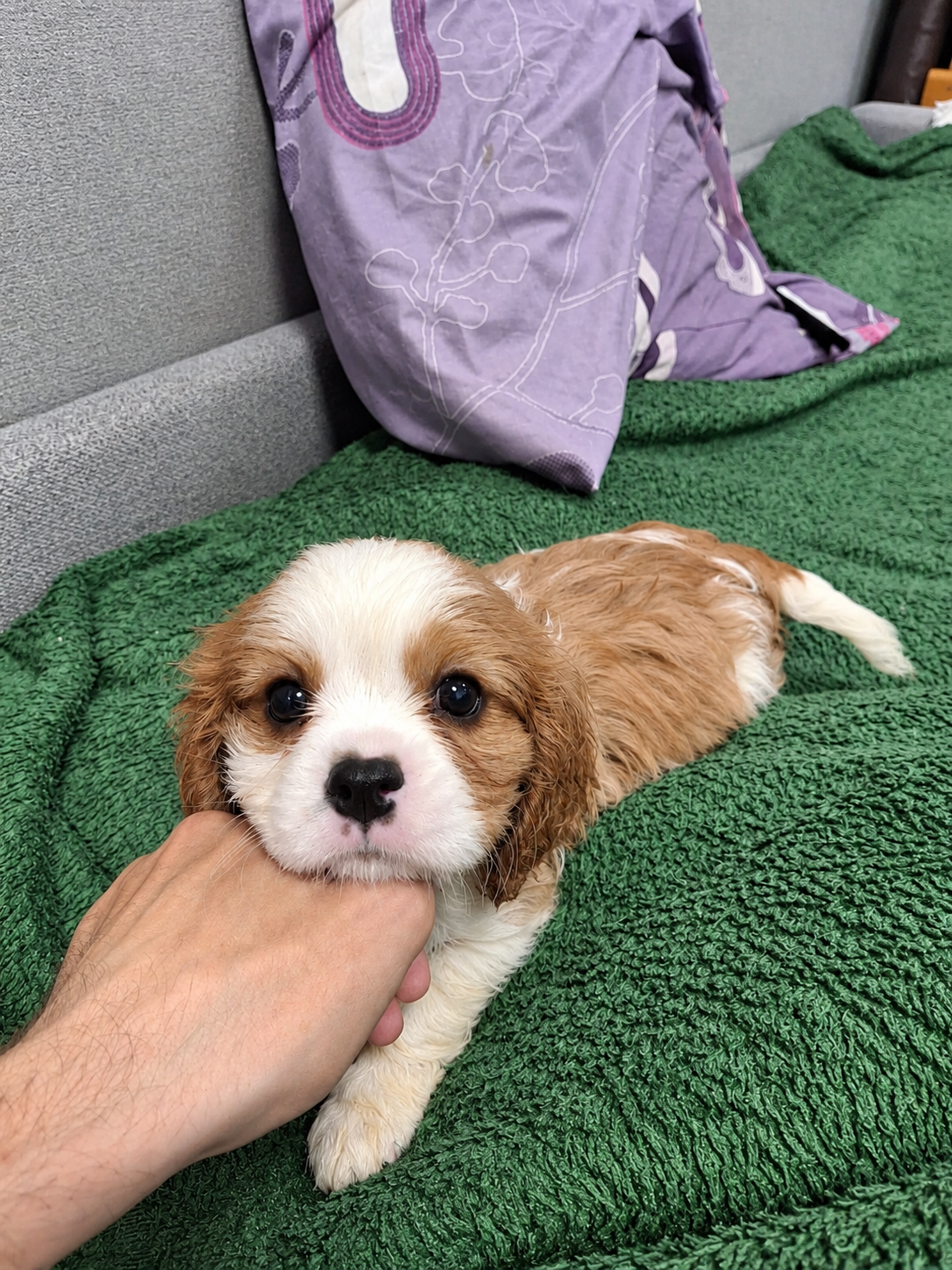Cavalier King Charles spanjeli kutsikad!