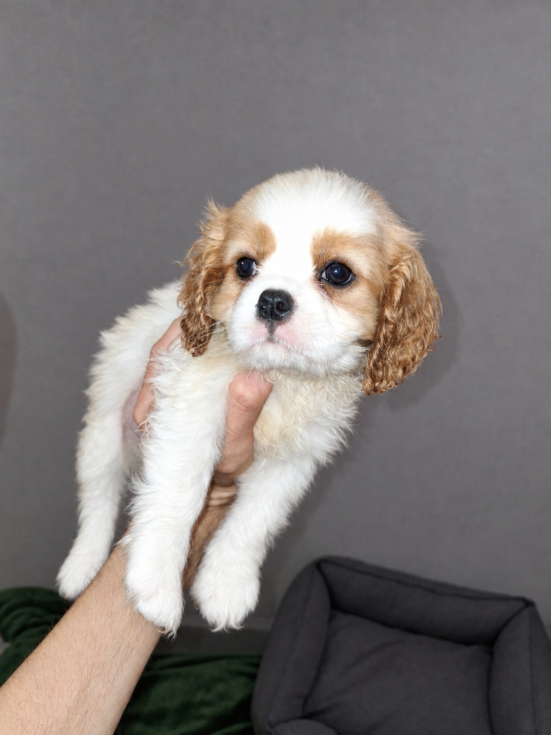 Cavalier King Charles spanjeli kutsikad!