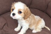 Cavalier King Charles spanjeli kutsikad!