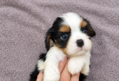 Cavalier King Charles spanjeli kutsikad!