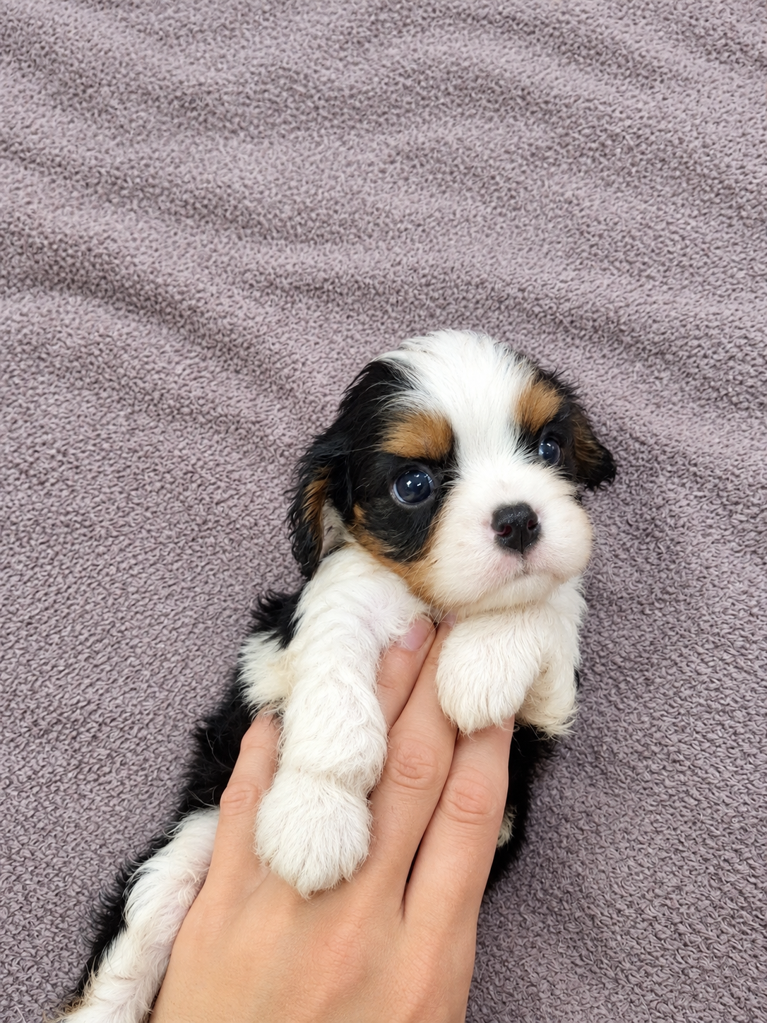 Cavalier King Charles spanjeli kutsikad!