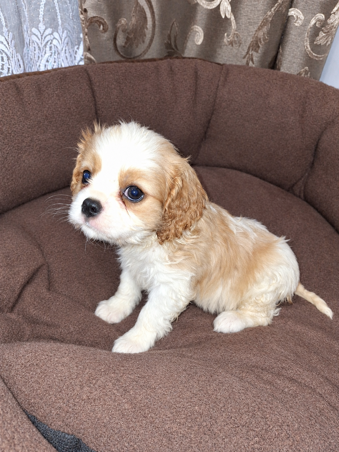 Cavalier King Charles spanjeli kutsikad!