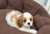 Cavalier King Charles spanjeli kutsikad!