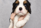 Cavalier King Charles spanjeli kutsikad!