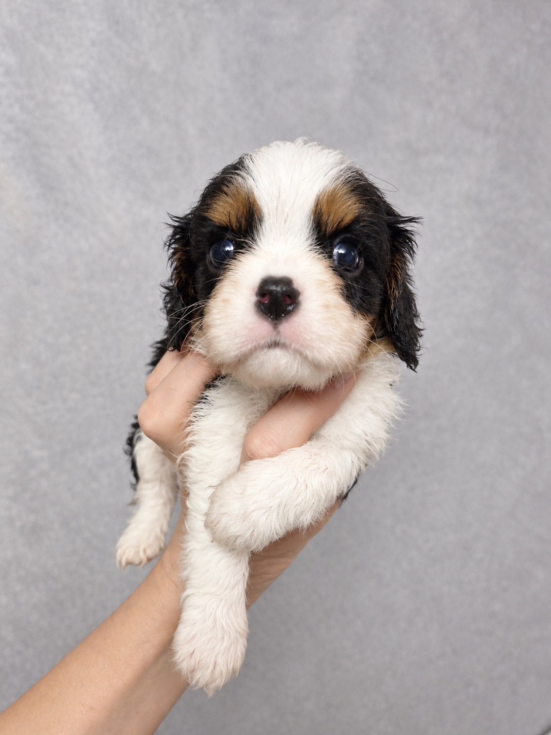 Cavalier King Charles spanjeli kutsikad!