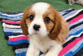 Cavalier King Charles spanjeli kutsikad!