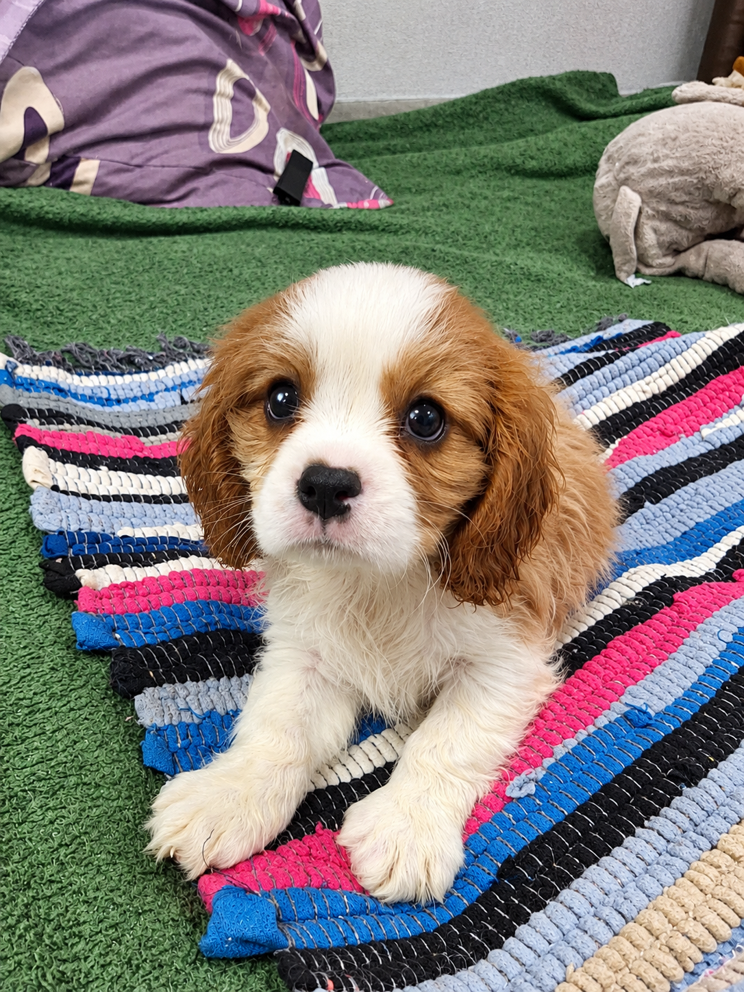 Cavalier King Charles spanjeli kutsikad!