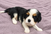 Cavalier King Charles spanjeli kutsikad!