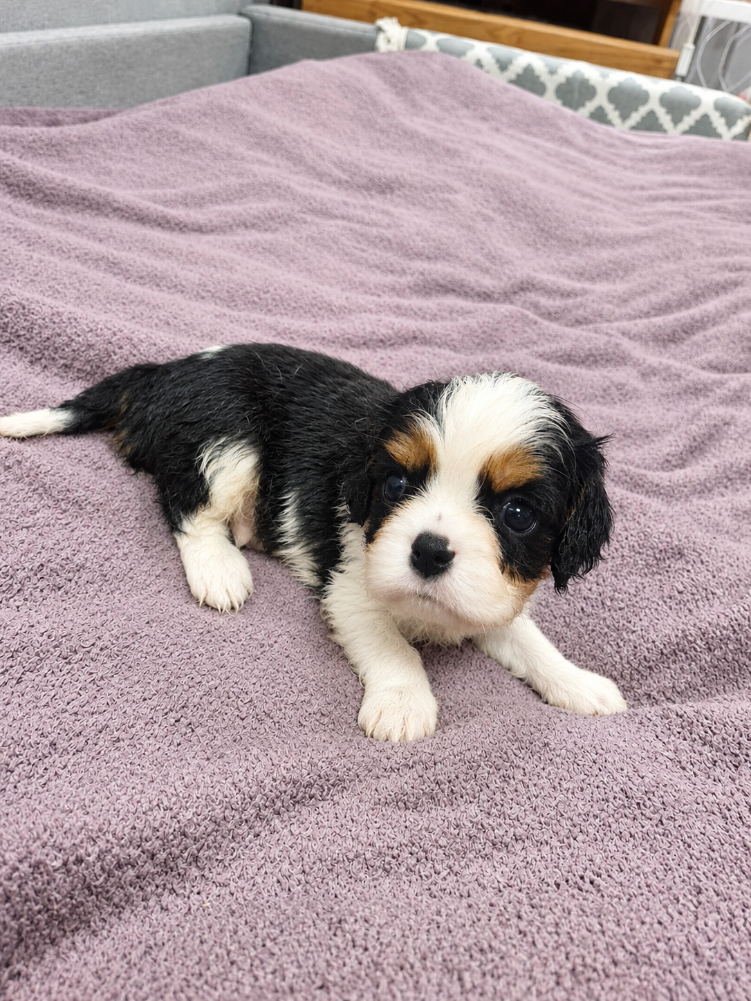 Cavalier King Charles spanjeli kutsikad!
