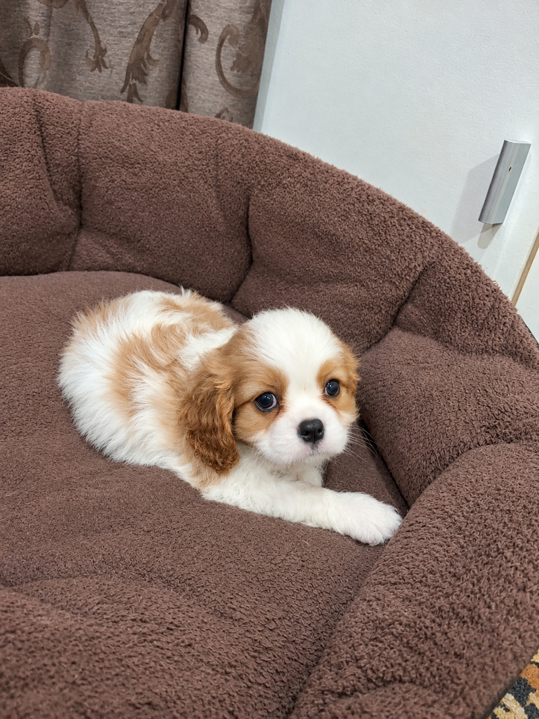 Cavalier King Charles spanjeli kutsikad!