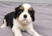Cavalier King Charles spanjeli kutsikad!