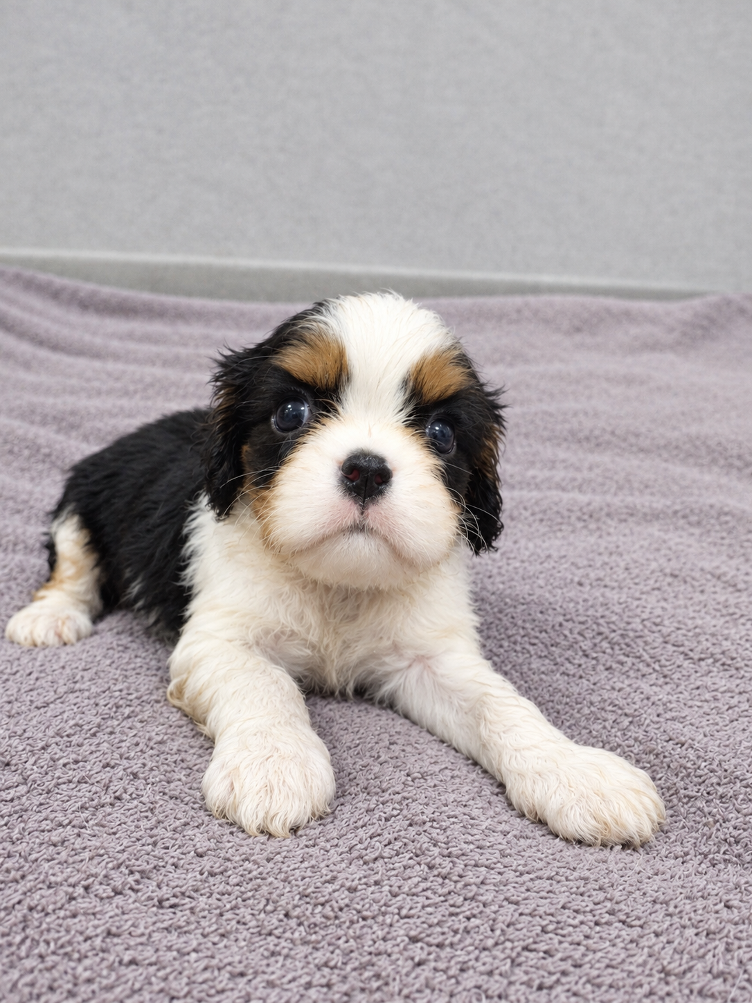 Cavalier King Charles spanjeli kutsikad!