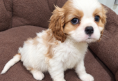 Cavalier King Charles spanjeli kutsikad!